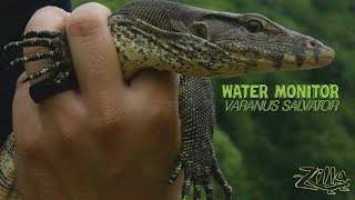 Zilla Water Monitor