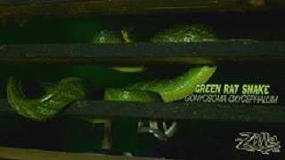 Zilla Green Rat Snake