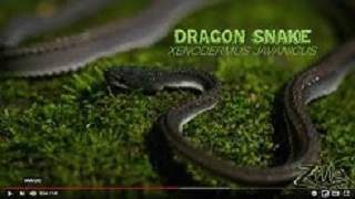 Zilla Dragon Snake