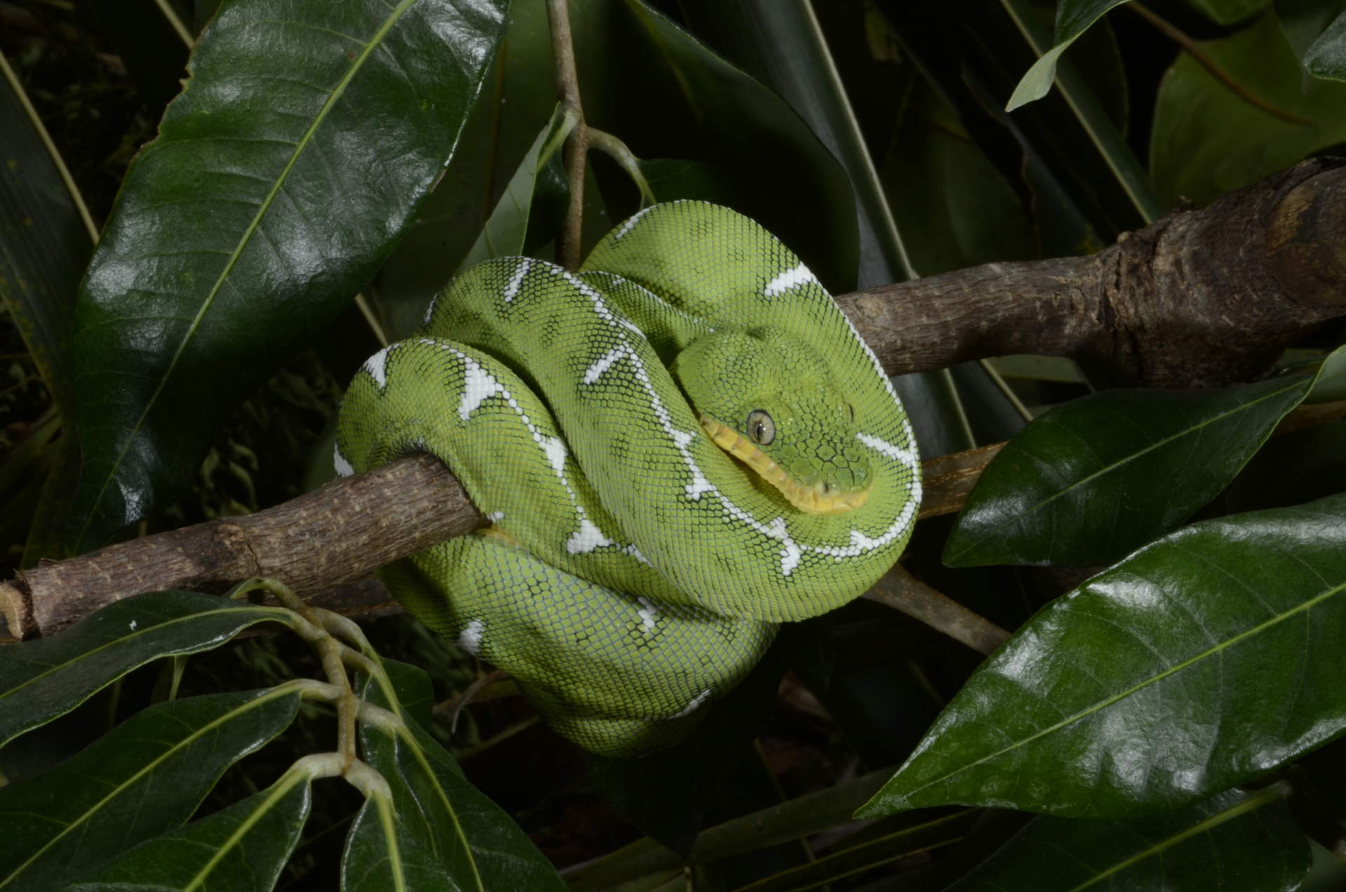 Zilla Corallus Batesi Subadult