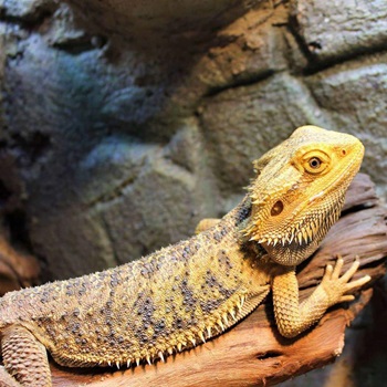Zilla Bearded Dragon
