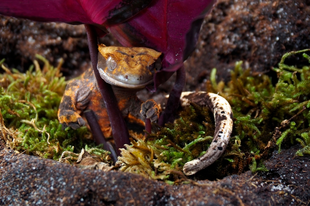 shutterstock_2267431597