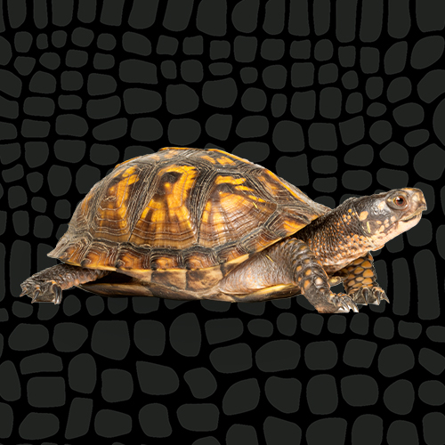 4435171_EasternBox_Turtle_Thumbnail_6050064