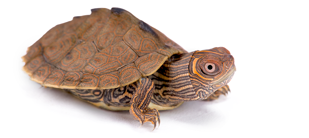 4435185_MapTurtle_noBG_6059252