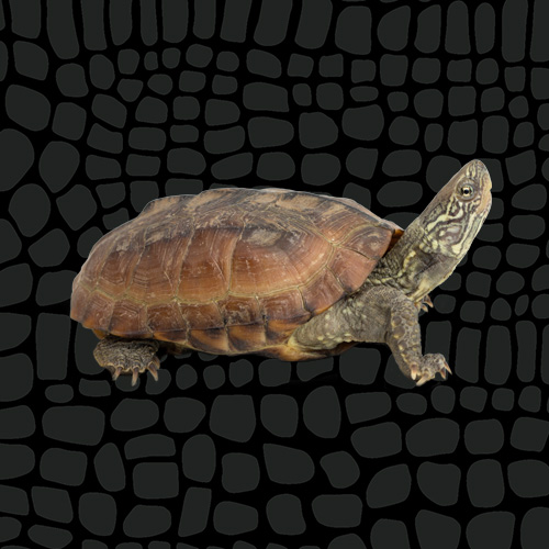 4435154_Zilla_CareSheet_MuskTurtle_Thumbnail_6059877