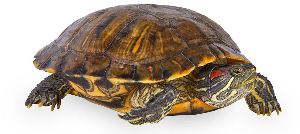 4416940_RedEared_Slider_noBG_6045101