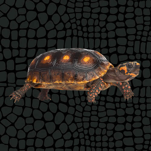 4416946_Zilla_CareSheet_RedFootedTortoise_Thumbnail_6017252