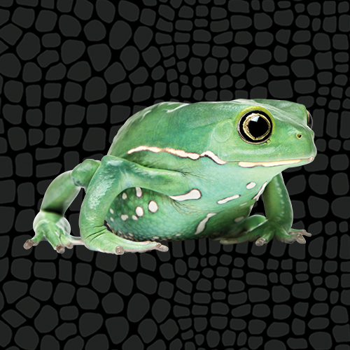 Zilla Caresheet Waxy Monkey Frog